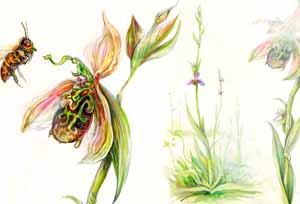 Vincent Roussillat Dessinateur